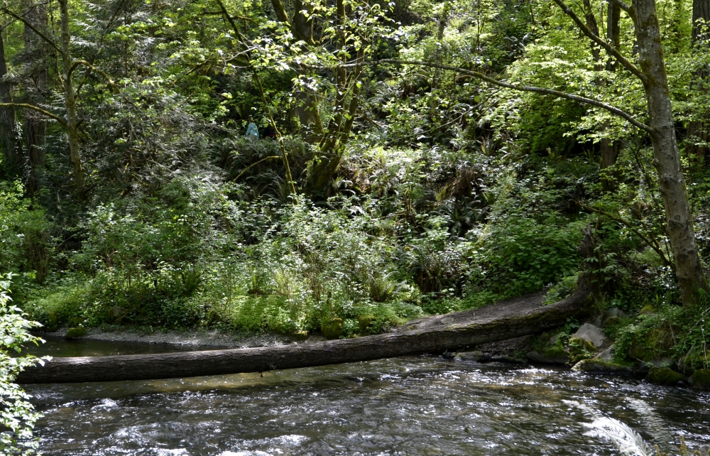 There are paths on the other side of Chambers Creek, and the only way we could see to get to them is by crossing this log. Be careful, as the water flows fast and is somewhat deep underneath it.