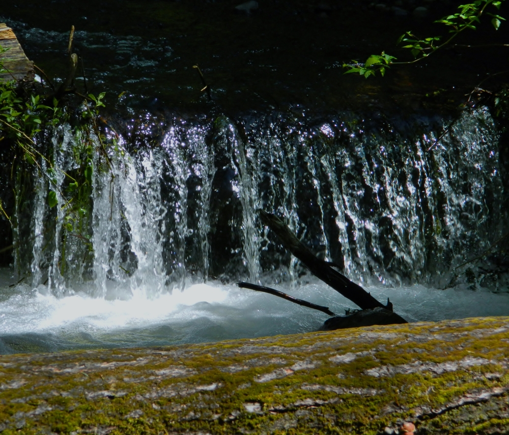 A beautiful little waterfall on Leach Creek, which joins Chambers Creek in Kobayashi Park.