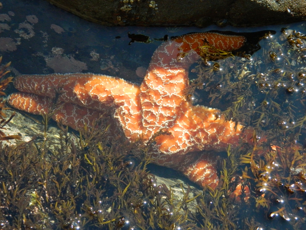 There are plenty of tidepools near the Hole in the Wall, offering a variety of sea creatures.