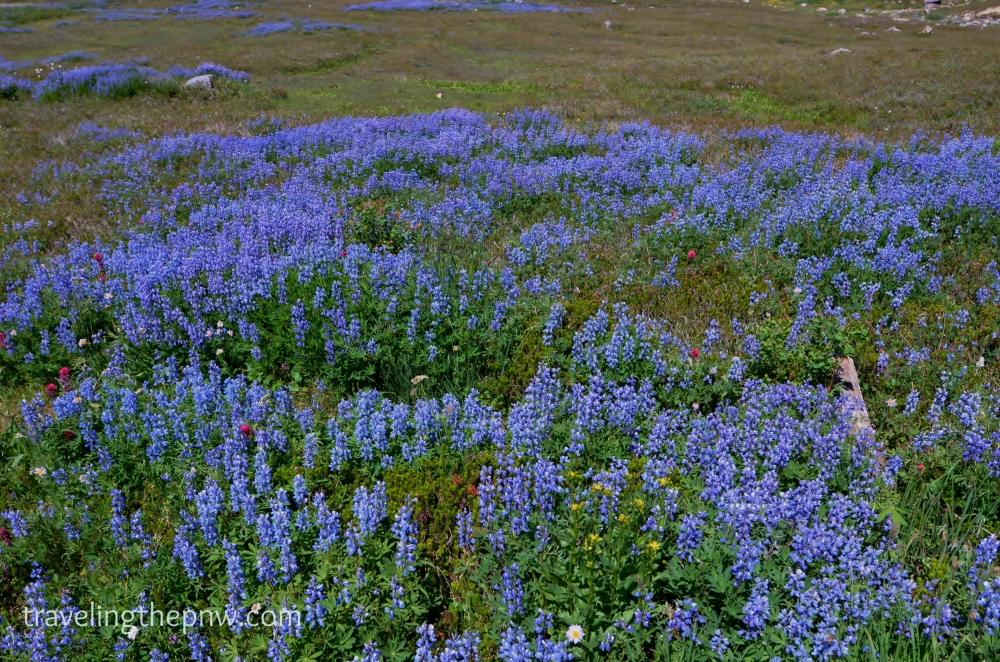 The Broadleaf Lupine flowers were everywhere, giving off a feeling of blue carpet - with some red and yellow flowers mixed in.